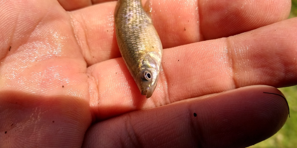 Blackfin Goodea