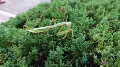 Tenodera sinensis