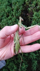 Tenodera sinensis