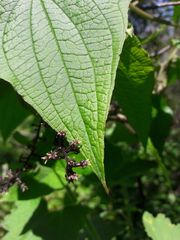 Dioscorea galeottiana