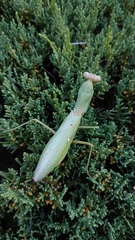 Hierodula patellifera patellifera