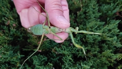 Hierodula patellifera patellifera