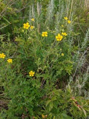 Potentilla approximata