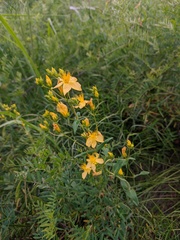 Hypericum elegans