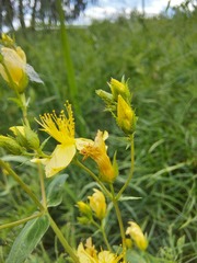 Hypericum elegans