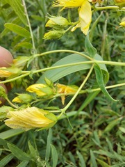 Hypericum elegans