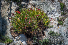 Xeronema callistemon