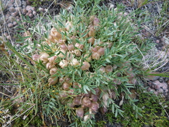 Oxytropis caespitosa