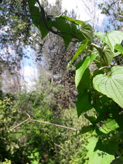 Dioscorea galeottiana