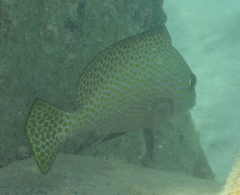 Plectorhinchinae