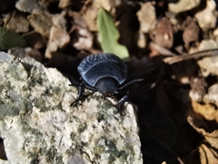 Eusattus reticulatus