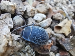 Eusattus reticulatus