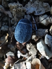 Eusattus reticulatus