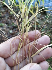 Melica nutans
