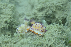 Mexichromis multituberculata