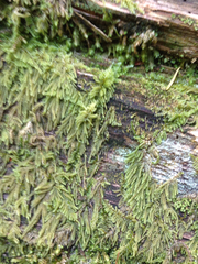 Scorpiurium circinatum