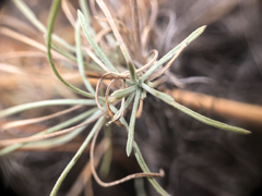 Erigeron linearis