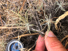 Erigeron linearis