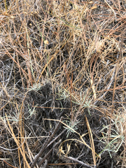 Erigeron linearis
