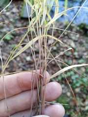 Melica nutans