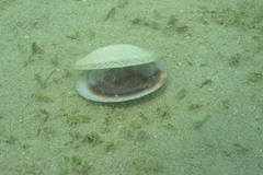 Circe scripta