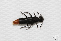 Xanthopygus