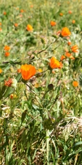 Calendula arvensis