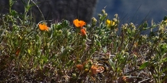 Calendula arvensis