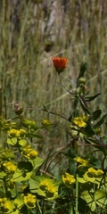 Calendula arvensis