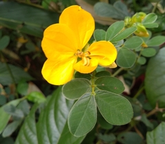 Senna cobanensis