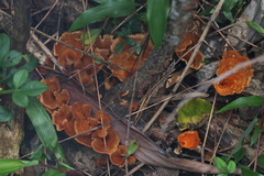 Fungi