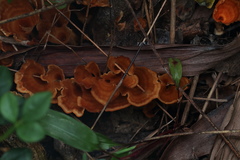 Fungi