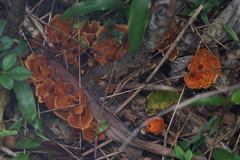 Fungi