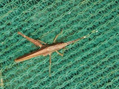 Phlaeoba antennata