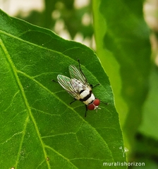 Anthomyia illocata