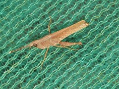 Phlaeoba antennata