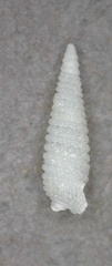 Bouchetriphora pallida