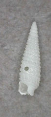 Bouchetriphora pallida
