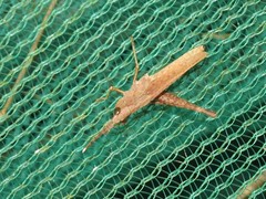 Phlaeoba antennata