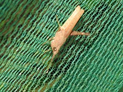 Phlaeoba antennata
