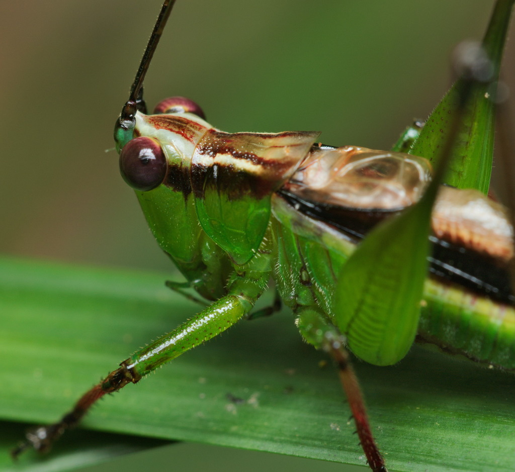 Black-kneed Meadow Katydid