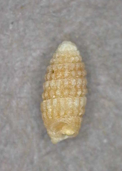 Joculator ridiculus