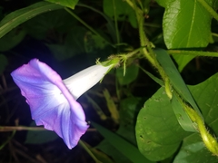 Ipomoea nil