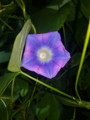 Ipomoea nil