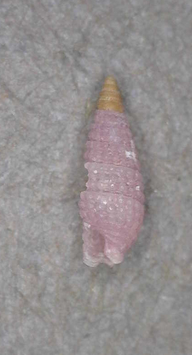 Triphora observed 2014-07-20
