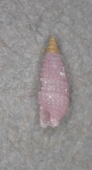 Triphora laddi