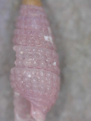 Triphora laddi