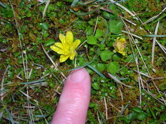 Ranunculus multiscapus