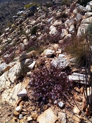 Pelargonium laevigatum laevigatum