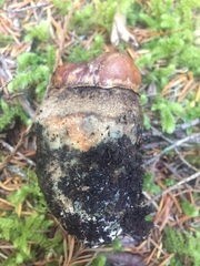 Leccinum ponderosum